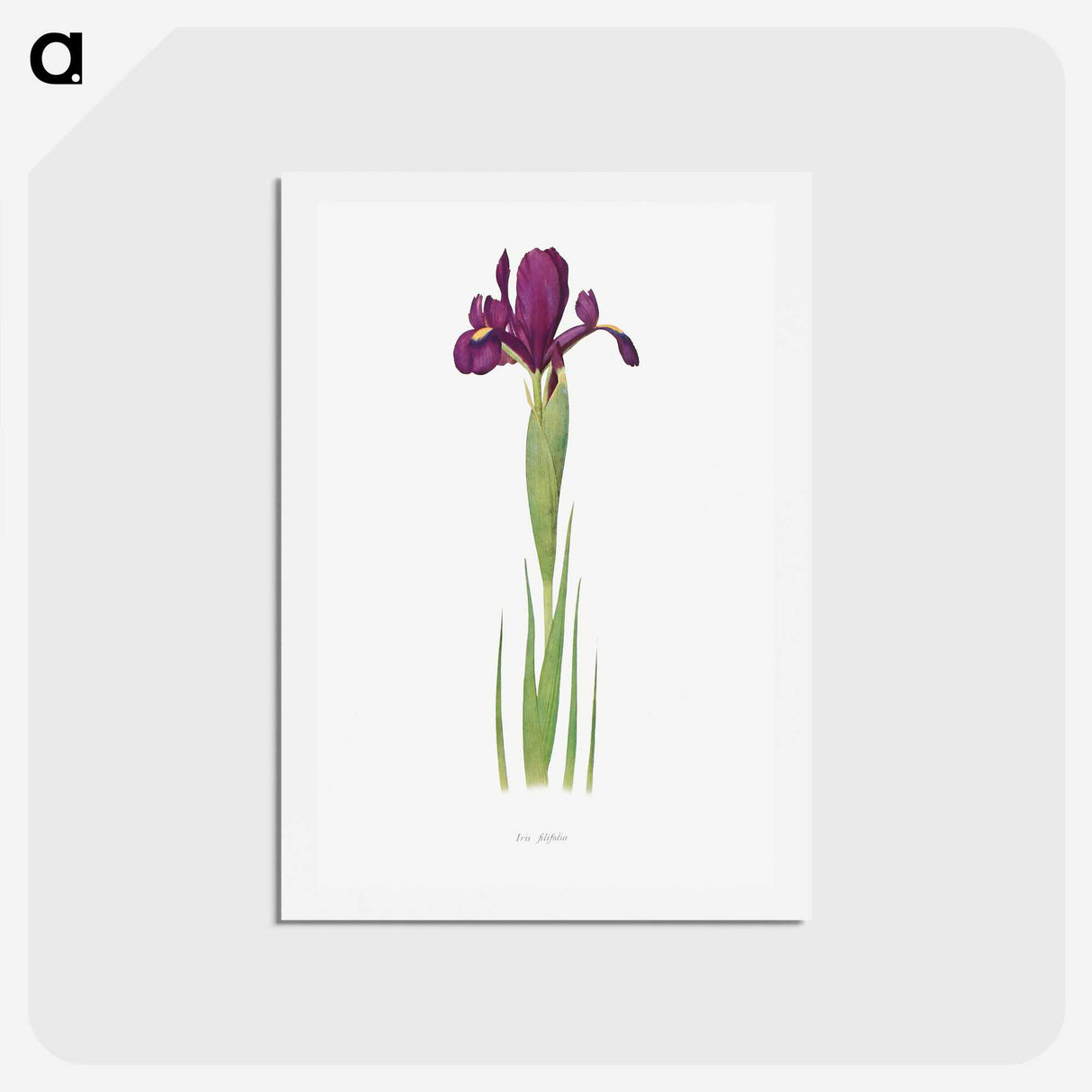 1-44_The-Genus-Iris_hagaki