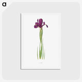 1-44_The-Genus-Iris_hagaki