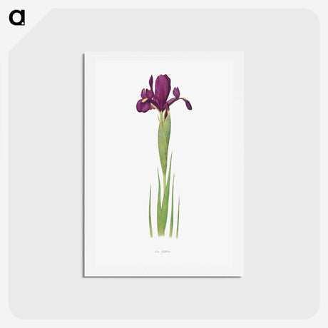 1-44_The-Genus-Iris_hagaki