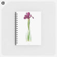 アートメモ帳-Iris Filifolia from The genus Iris
 - アヤメ属 Memo.
