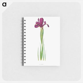 アートメモ帳-Iris Filifolia from The genus Iris
 - アヤメ属 Memo.