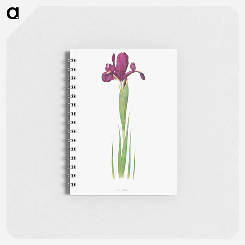 Iris Filifolia from The genus Iris
 - アヤメ属 Memo.