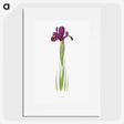 1-44_The-Genus-Iris_picture