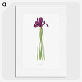 1-44_The-Genus-Iris_picture