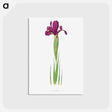 アートポストカード-Iris Filifolia from The genus Iris
 - アヤメ属 Postcard.
