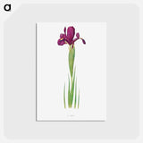 アートポストカード-Iris Filifolia from The genus Iris
 - アヤメ属 Postcard.