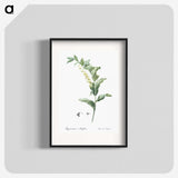 1-44_The-Lilies_blk