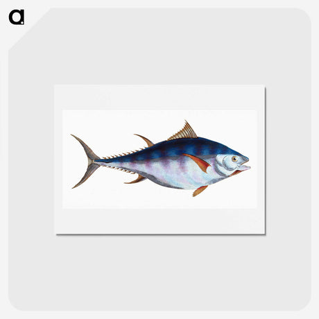 1-44_The-Natural-History-of-British-Fishes_hagaki