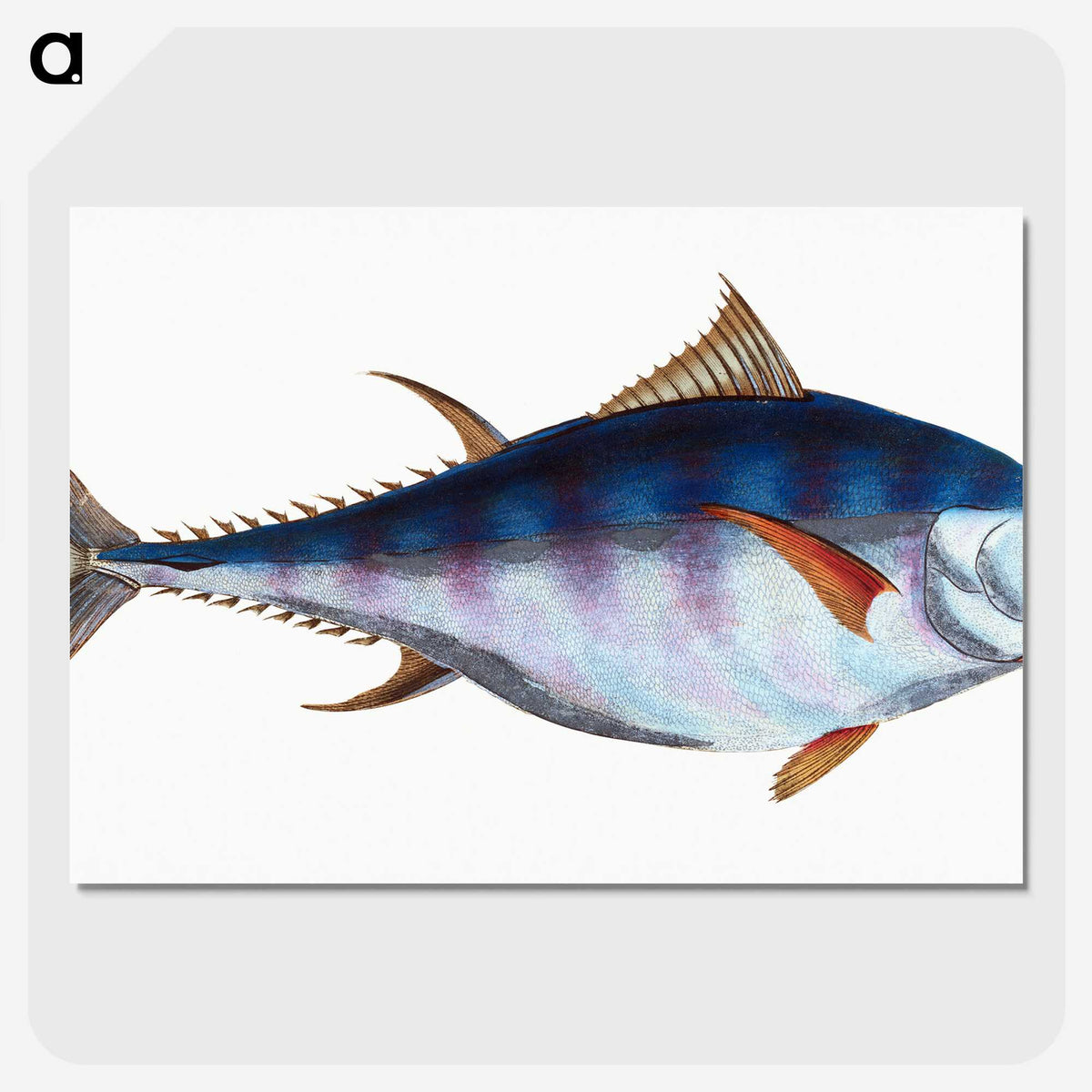 1-44_The-Natural-History-of-British-Fishes_picture-crop