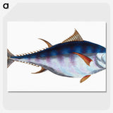1-44_The-Natural-History-of-British-Fishes_picture-crop