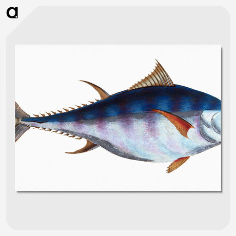 1-44_The-Natural-History-of-British-Fishes_picture-crop