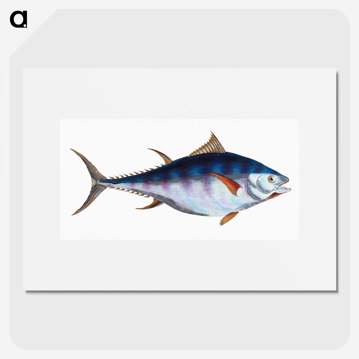 1-44_The-Natural-History-of-British-Fishes_picture