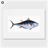1-44_The-Natural-History-of-British-Fishes_picture