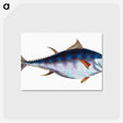 1-44_The-Natural-History-of-British-Fishes_postcard
