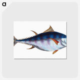 1-44_The-Natural-History-of-British-Fishes_postcard