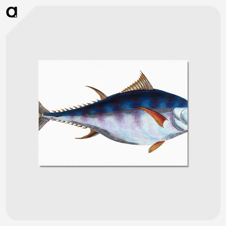 1-44_The-Natural-History-of-British-Fishes_postcard