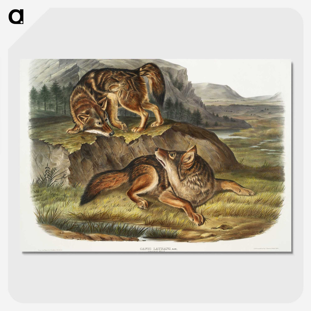 1-44_The-Viviparous-Quadrupeds_picture-crop