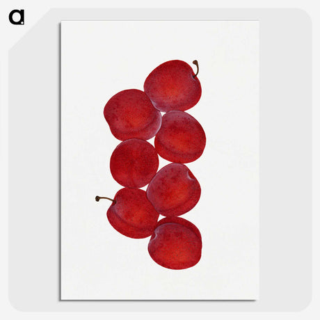 1-44_USDA-Watercolor-Fruit-Painting-Collection_picture-crop