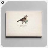 Sparrow, female - ヴィルヘルム フォン ライト Canvas.