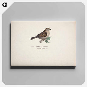 アートパネル-Sparrow, female - ヴィルヘルム フォン ライト Canvas.