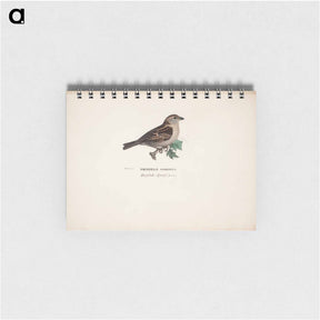 アートメモ帳-Sparrow, female - ヴィルヘルム フォン ライト Memo.