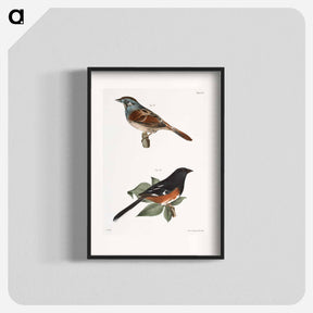 アートポスター-Swamp Finch (Ammodramus palustris) 162. Chewink (Pipilo erythrophthalmus) illustration from Zoology of New York by - ニューヨークの動物学 Poster.