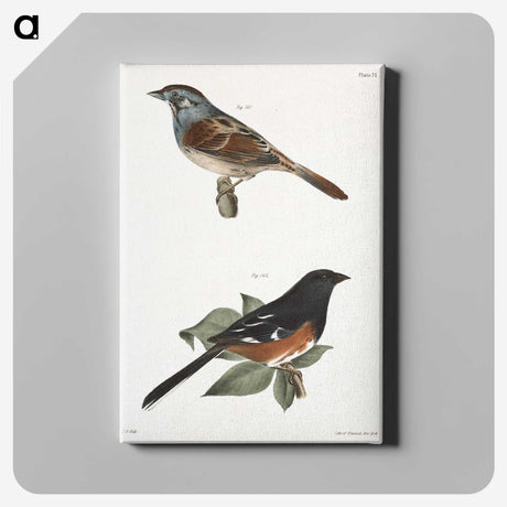 1-44_Zoology-of-New-York_canvas