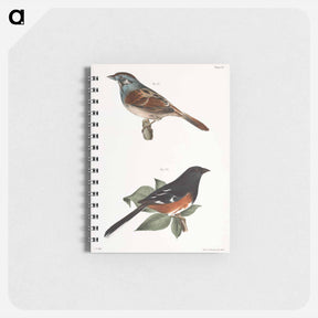 アートメモ帳-Swamp Finch (Ammodramus palustris) 162. Chewink (Pipilo erythrophthalmus) illustration from Zoology of New York by - ニューヨークの動物学 Memo.