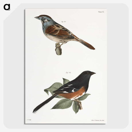1-44_Zoology-of-New-York_picture-crop