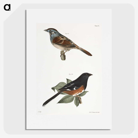 1-44_Zoology-of-New-York_picture