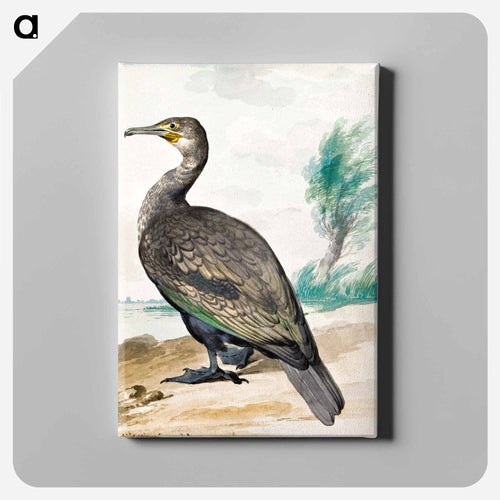 Cormorant - アールト シューマン Canvas.