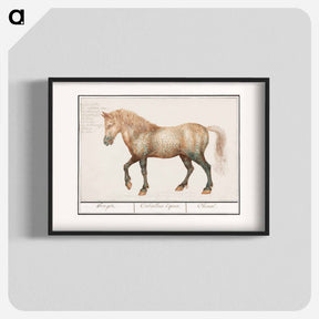 アートポスター-Horse - アンセルムス ボエティウス デ ブート Poster.