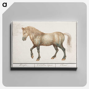 1-45_Anselmus-Boetius-de-Boodt_canvas