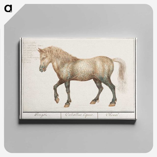 1-45_Anselmus-Boetius-de-Boodt_canvas