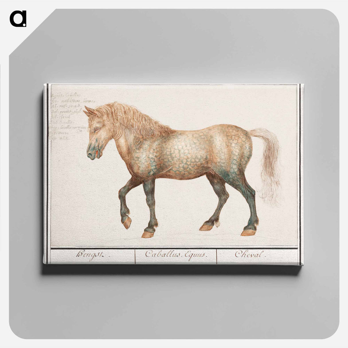 Horse - アンセルムス ボエティウス デ ブート Canvas.
