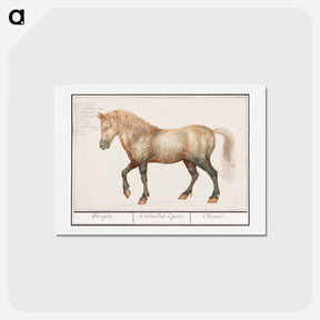 アートポストカード-Horse - アンセルムス ボエティウス デ ブート Postcard.