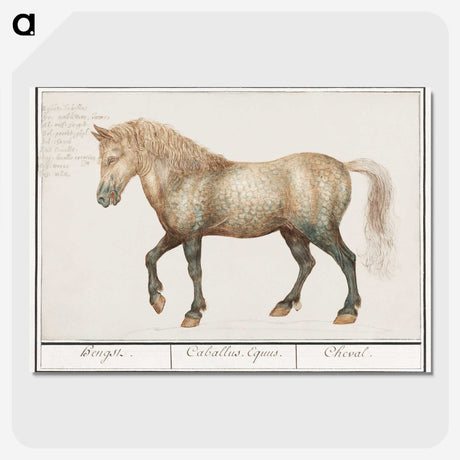 1-45_Anselmus-Boetius-de-Boodt_picture-crop