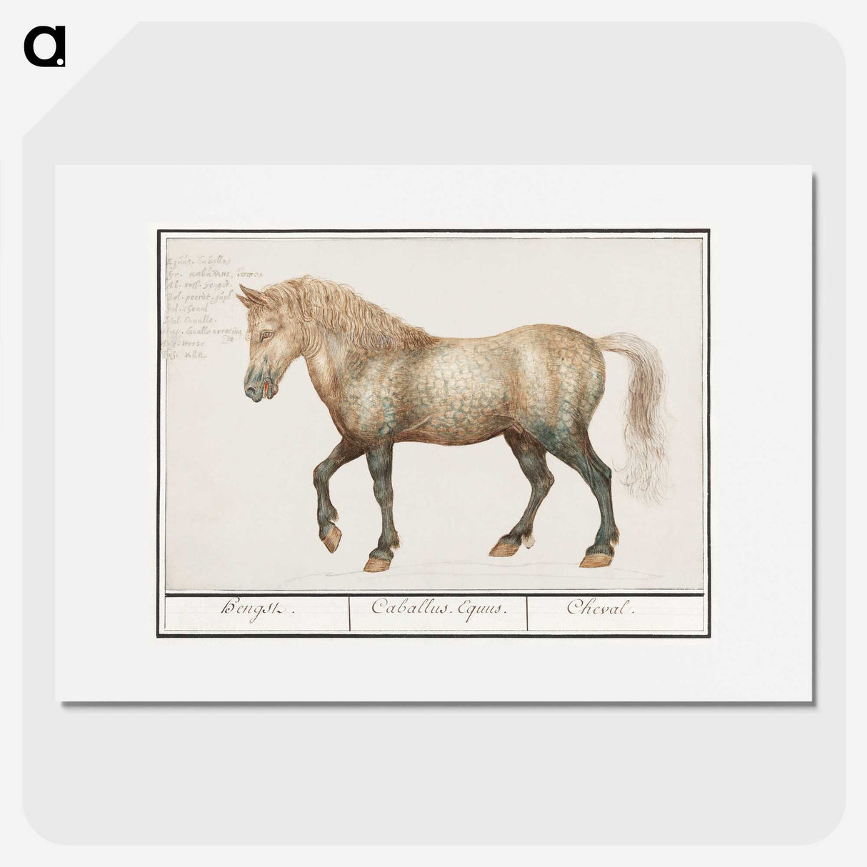 1-45_Anselmus-Boetius-de-Boodt_picture
