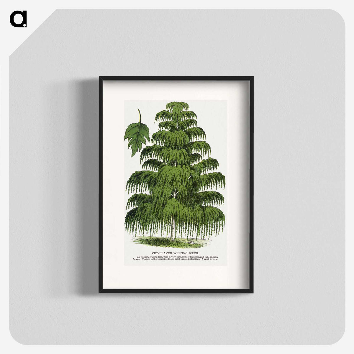 1-45_Botanical-Specimen-Plates_blk