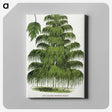 1-45_Botanical-Specimen-Plates_canvas
