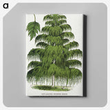 1-45_Botanical-Specimen-Plates_canvas