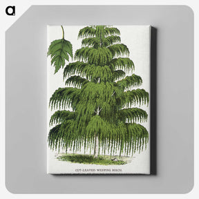 1-45_Botanical-Specimen-Plates_canvas