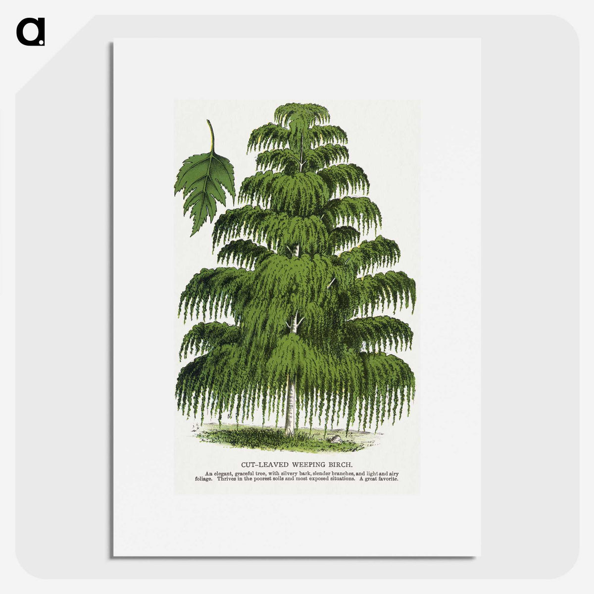 1-45_Botanical-Specimen-Plates_picture