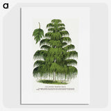 1-45_Botanical-Specimen-Plates_picture