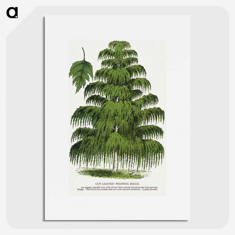 1-45_Botanical-Specimen-Plates_picture