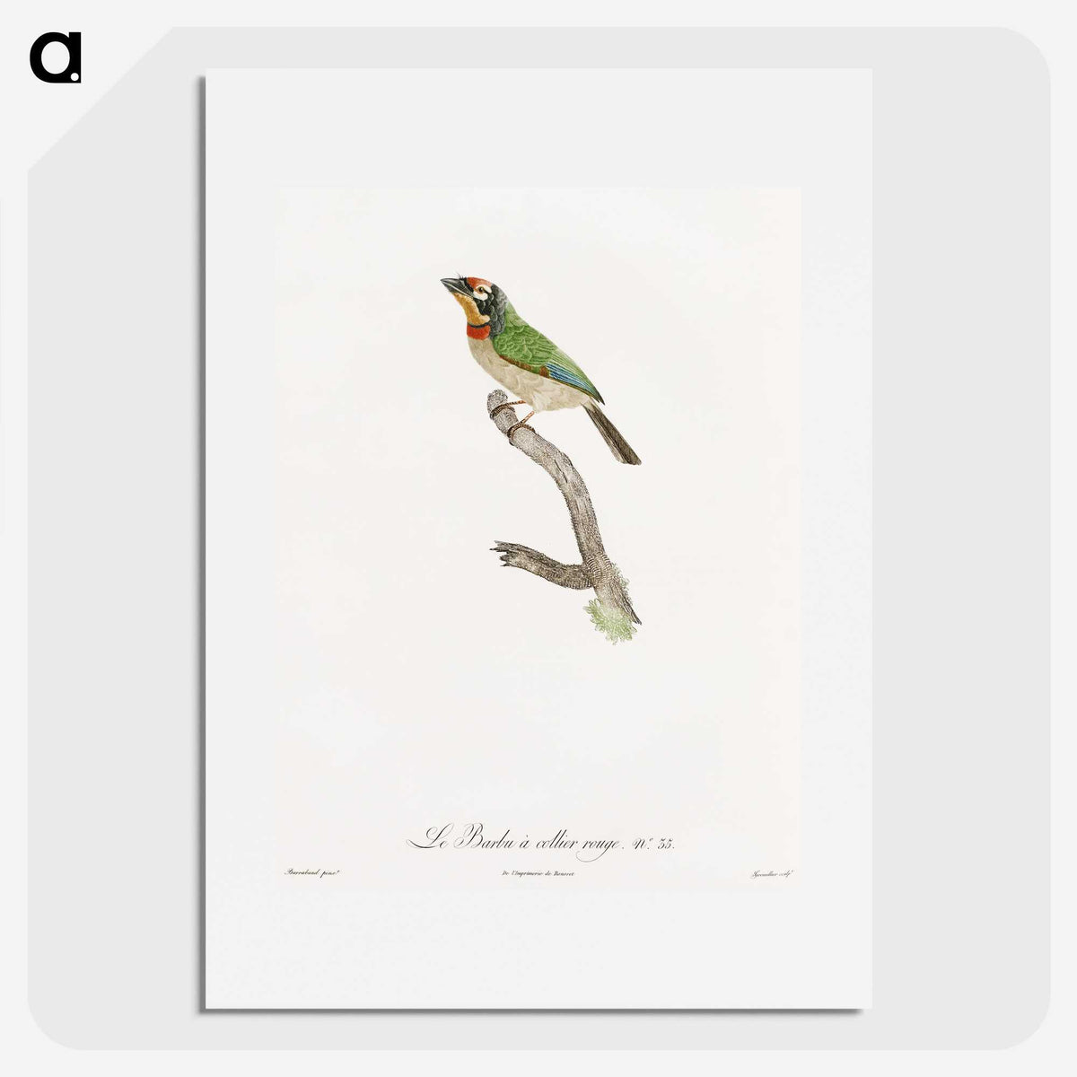 1-45_Des-Oiseaux-de-Paradis_picture