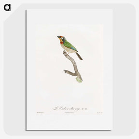 1-45_Des-Oiseaux-de-Paradis_picture