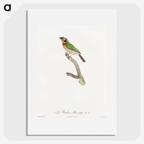 1-45_Des-Oiseaux-de-Paradis_picture