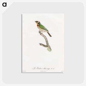 1-45_Des-Oiseaux-de-Paradis_postcard