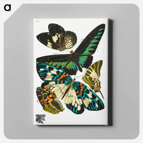 アートパネル-E.A. Séguy's vintage butterflies - E.A.セギー Canvas.